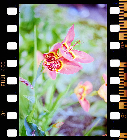 32 Erick Sandoval - Fujifilm 400 por Arca Film Lab (Septiembre 2024) - Rollo 0353