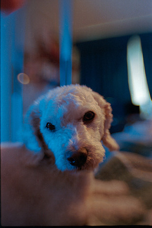 35 Kodak Ultramax 400 por Fabriccio Díaz - Junio 2023