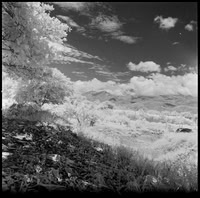 12 Javier Anleu - Aphivot 720nm Infrared por Arca Film Lab (Septiembre 2026) - Rollo 2291
