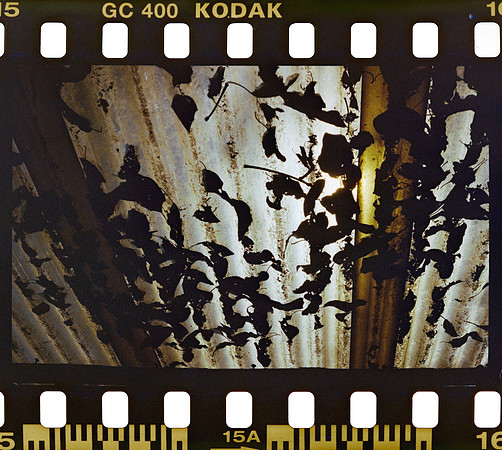 15 Yasemin Tocpan - Kodak Ultramax 400 por Arca Film Lab (Octubre 2024) - Rollo 0392