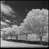 07 Javier Anleu - Aphivot 720nm Infrared por Arca Film Lab (Septiembre 2026) - Rollo 2291