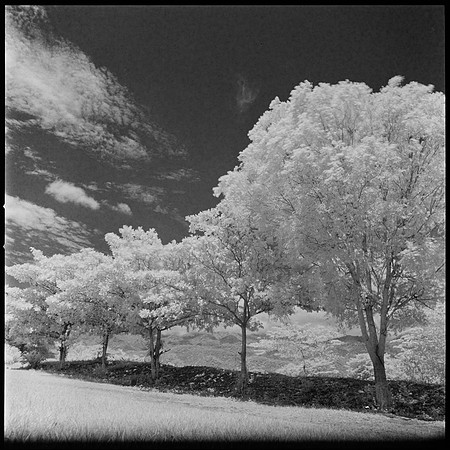 07 Javier Anleu - Aphivot 720nm Infrared por Arca Film Lab (Septiembre 2026) - Rollo 2291