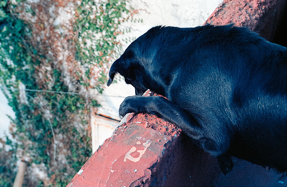11 Francisco Chang - Kodak Ektar 100 por Arca Film Lab (Junio 2024) - Rollo 0127