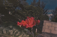 02 Ronald Ottoniel - Kodak Vision 3 500T por Arca Film Lab (Abril 2025) - Rollo 0869