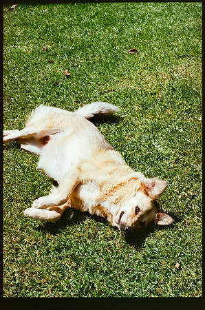 24 Melissa Stormont - Kodak Ultramax 400 por Arca Film Lab (Septiembre 2026) - Rollo 2278