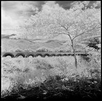 10 Javier Anleu - Aphivot 720nm Infrared por Arca Film Lab (Septiembre 2026) - Rollo 2291