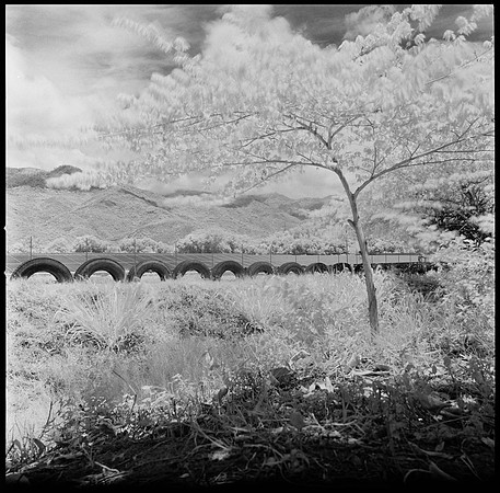 10 Javier Anleu - Aphivot 720nm Infrared por Arca Film Lab (Septiembre 2026) - Rollo 2291