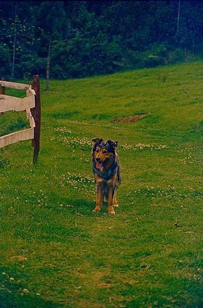 36 Omar Véliz - Kodak Vision 3 500T por Arca Film Lab (Febrero 2025) - Rollo 0682