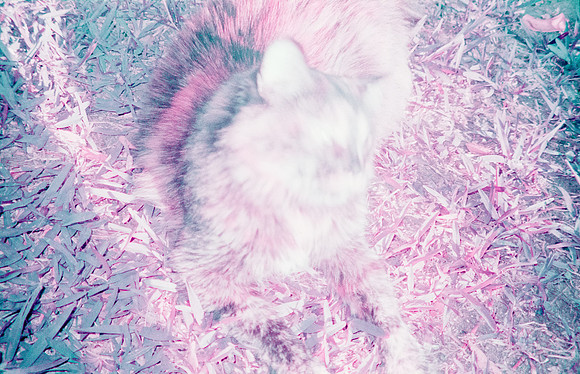 27 Natalia Mendoza - Lomography Purple por Arca Film Lab (Mayo 2025) - Rollo 1019