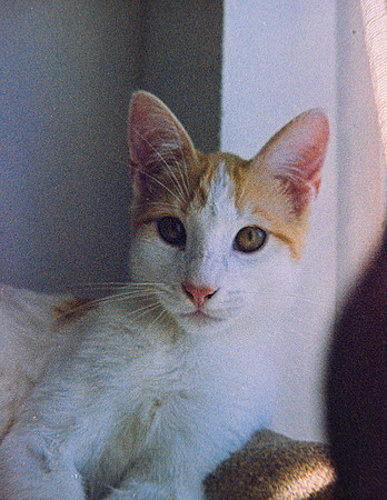 16 Jurgen Aldana - Kodak Gold 110 por Arca Film Lab (Febrero 2025) - Rollo 0707
