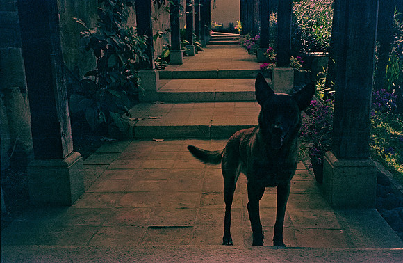 22 Rafael Peyré - Reflx Lab 500T por Arca Film Lab (Marzo 2025) - Rollo 0836