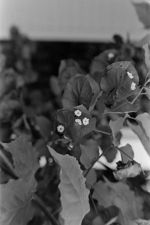 35 Pablo Josué Noack - Ilford HP5 Plus 400 por Arca Film Lab (Mayo 2024) - Rollo 0076