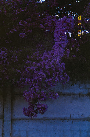 03 Carlos Castro - Kodak Ultramax 400 por Arca Film Lab (Mayo 2025) - Rollo 1005