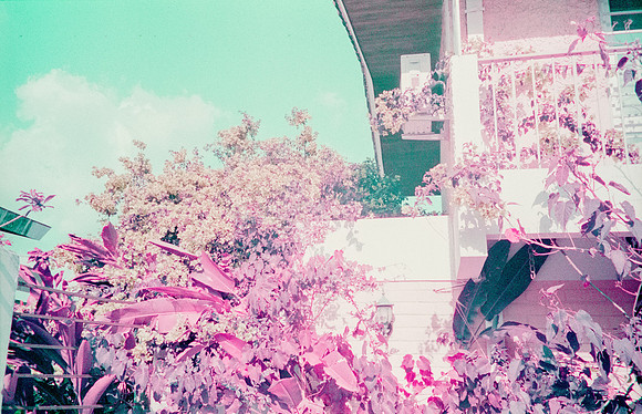 06 Natalia Mendoza - Lomography Purple por Arca Film Lab (Mayo 2025) - Rollo 1019
