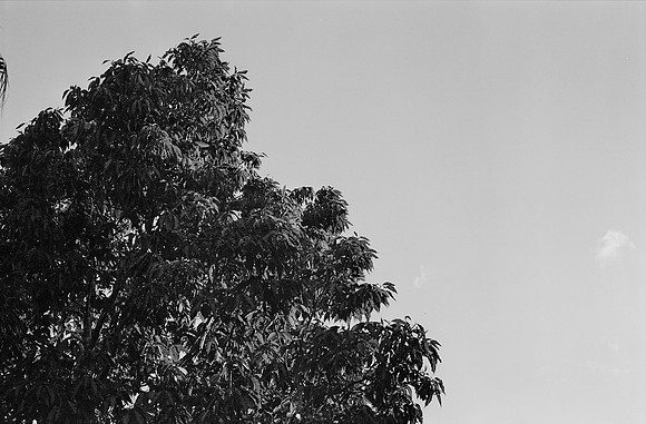 13 Alexander Daum - Ilford XP2 400 por Arca Film Lab (Enero 2025) - Rollo 0633