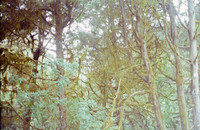 19 Andrea Campos - Kodak Ultramax 400 por Arca Film Lab (Diciembre 2024) - Rollo 0531
