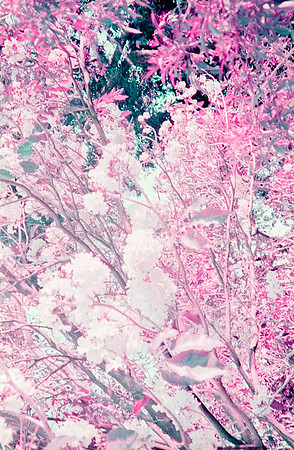 03 Natalia Mendoza - Lomography Purple por Arca Film Lab (Mayo 2025) - Rollo 1019
