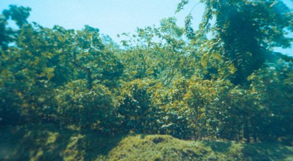 03 Alexander Daum - Kodak Gold 200 por Arca Film Lab (Abril 2025) - Rollo 0897