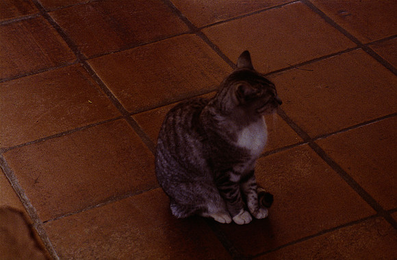 27 Ronald Ottoniel - Fujifilm Provia 100F por Arca Film Lab (Diciembre 2024) - Rollo 0535