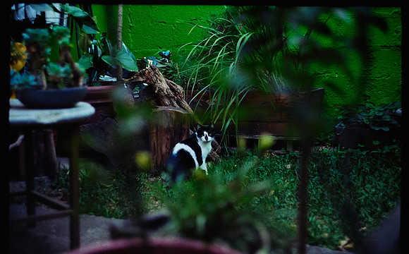11 Erick Galindo - Kodak Ultramax 400 por Arca Film Lab (Febrero 2025) - Rollo 0769