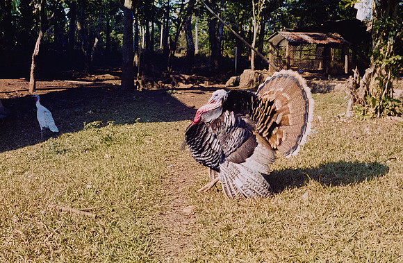 11 Sabrina Mac Donald - Kodak Ultramax 400 por Arca Film Lab (Enero 2025) - Rollo 0685