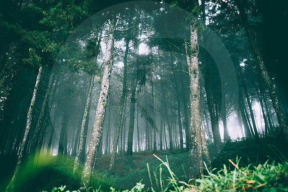 Foggy Morning