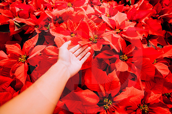 Christmas Colors 03