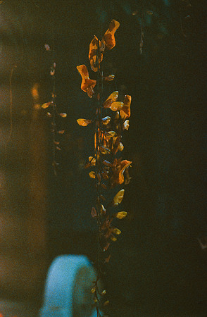 19 Carlos Quintero - Kodak Ektachrome 100 por Arca Film Lab (Marzo 2025) - Rollo 0772