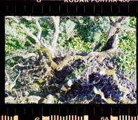 06 Fernanda González - Kodak Portra 400 - Arca Film Lab (Mayo 2024) - Rollo 0052