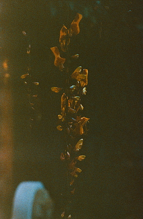 18 Carlos Quintero - Kodak Ektachrome 100 por Arca Film Lab (Marzo 2025) - Rollo 0772
