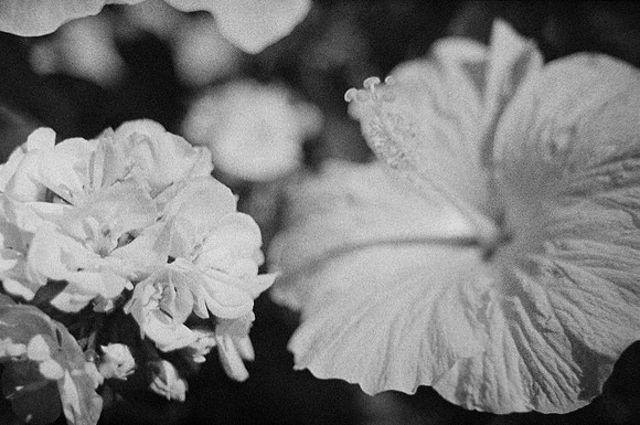 11 Carlos Castro - Ilford HP5+ 400 por Arca Film Lab (Septiembre 2024) - Rollo 0345