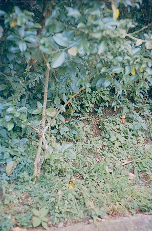28 Durden - Kodak Aerocolor IV por Arca Film Lab (Noviembre 2024) - Rollo 0500