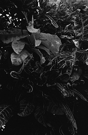 14 Christian Arriola - Kodak 400TX por Arca Film Lab (Junio 2024) - Rollo 0096
