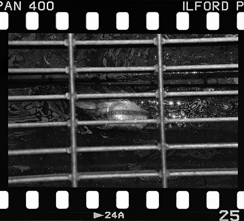 19 José Paulo Pérez - Ilford Pan 400 Film Lab (Agosto 2024) - Rollo 0285