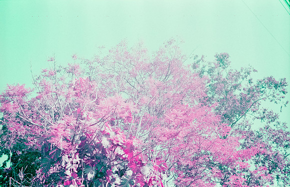 22 Natalia Mendoza - Lomography Purple por Arca Film Lab (Mayo 2025) - Rollo 1019