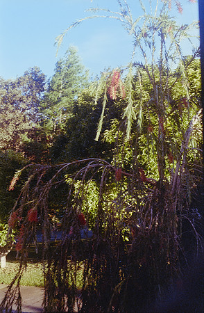 19 Natalia Cordón - Fujifilm 400 por Arca Film Lab (Noviembre 2024) - Rollo 0504