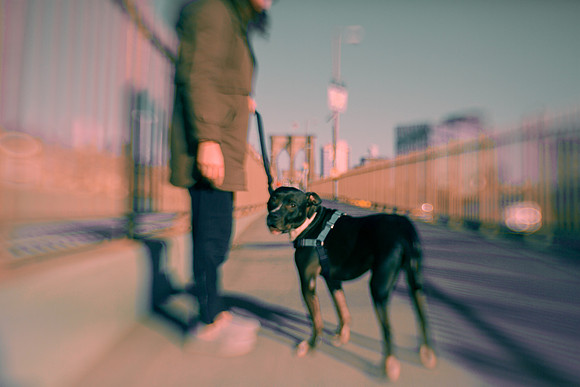 028 The girl with her dog in Brooklyn by Fabriccio Díaz
