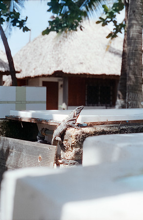 25 Ronald Ottoniel - Cinestill 400D por Arca Film Lab (Septiembre 2024) - Rollo 0325