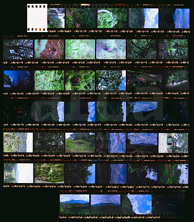Avery 05 Kodak Gold 200 - Contact Sheet_