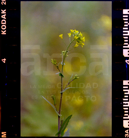 04 Rollo 08 Avery - Kodak Gold 200 por ArcaFilmLab (Octubre 2023)