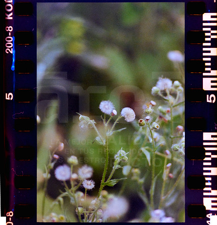 05 Rollo 08 Avery - Kodak Gold 200 por ArcaFilmLab (Octubre 2023)