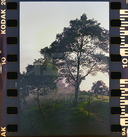 10 Rollo 08 Avery - Kodak Gold 200 por ArcaFilmLab (Octubre 2023)