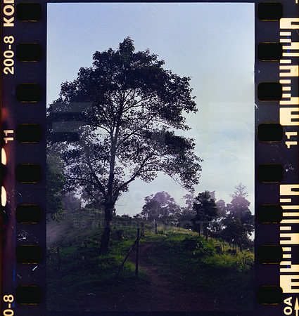 11 Rollo 08 Avery - Kodak Gold 200 por ArcaFilmLab (Octubre 2023)