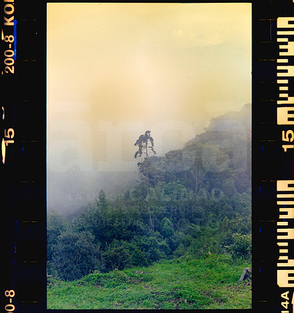 15 Rollo 08 Avery - Kodak Gold 200 por ArcaFilmLab (Octubre 2023)