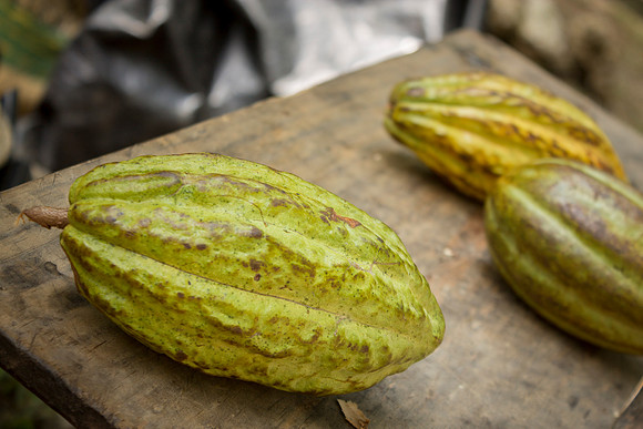 Jamás había visto Cacao en mi vida