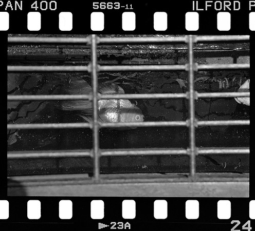 18 José Paulo Pérez - Ilford Pan 400 Film Lab (Agosto 2024) - Rollo 0285