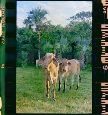 05 Rollo 06 Avery - Kodak Gold 200 Expirado por ArcaFilmLab (Octubre 2023)