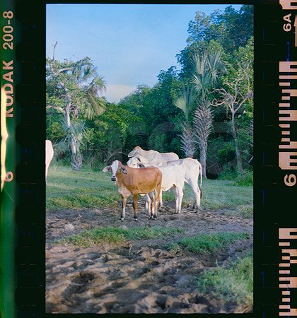 06 Rollo 06 Avery - Kodak Gold 200 Expirado por ArcaFilmLab (Octubre 2023)