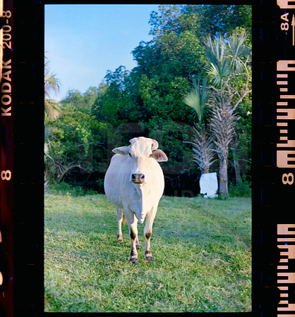 08 Rollo 06 Avery - Kodak Gold 200 Expirado por ArcaFilmLab (Octubre 2023)