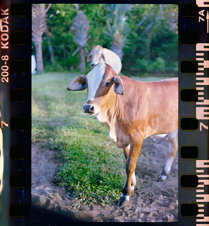 07 Rollo 06 Avery - Kodak Gold 200 Expirado por ArcaFilmLab (Octubre 2023)